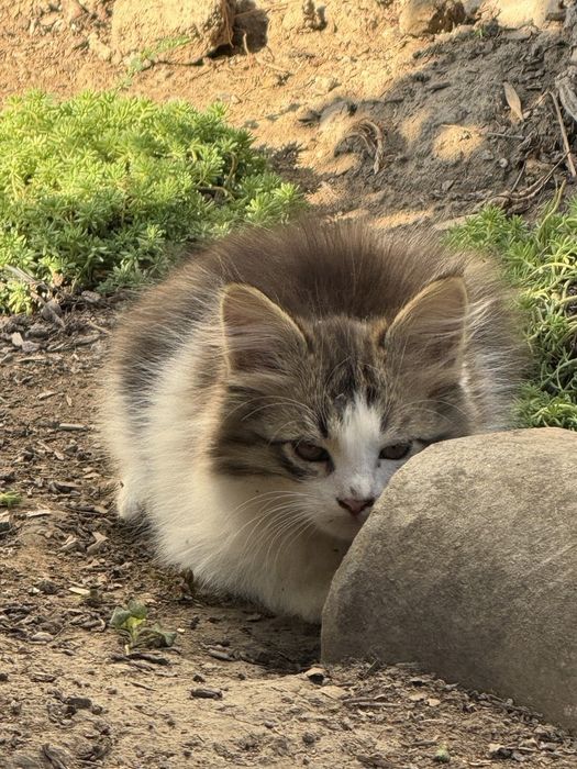 Мушук болалари текин
