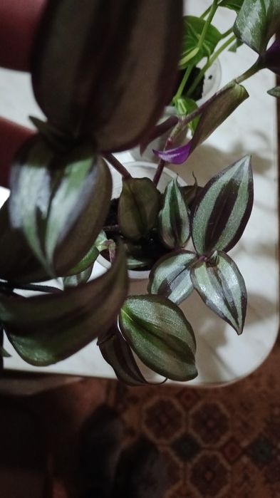 Продам домашнии цветы