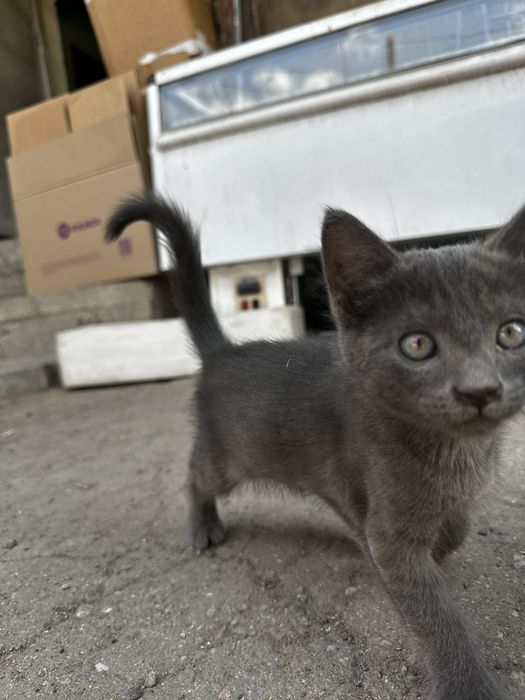 Отдам котят крысоловов