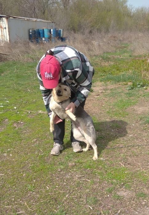 Щенок подросток в добрые руки