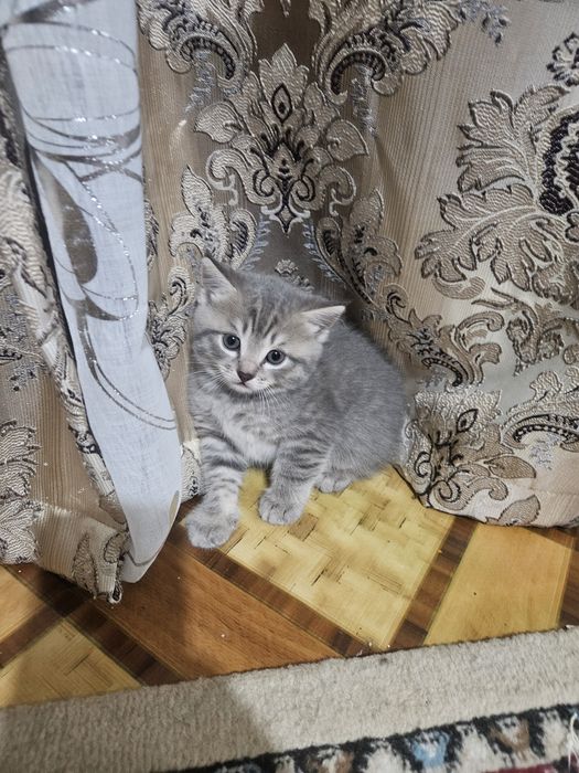 Котята  от Британской вислоухой