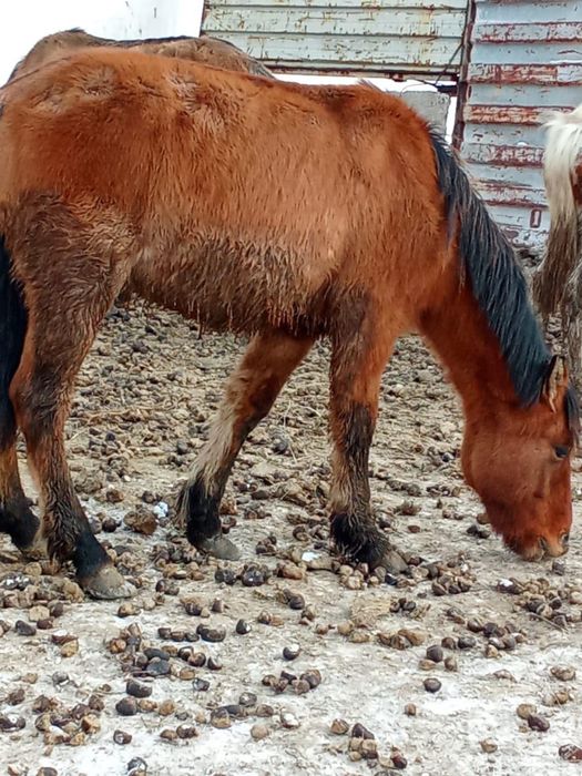 Тай кунанга шыгар сатылады