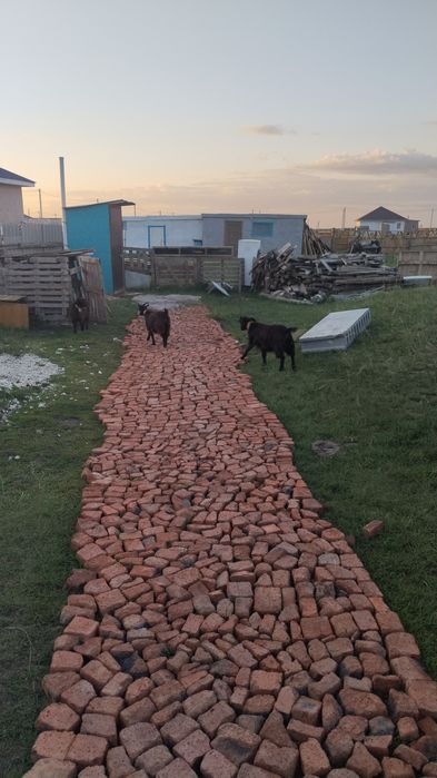Продам коз , 3 штуки девочки