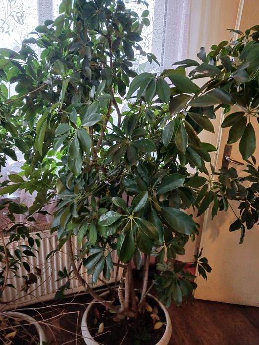 Продавам шефлера висока 2м и много Други