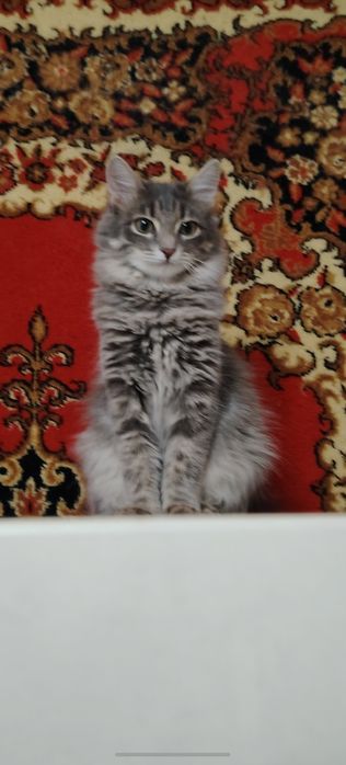 Отдам в добрые, ответственные руки