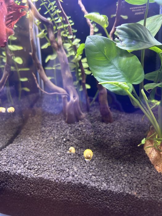 Охлюв ампулария бебета