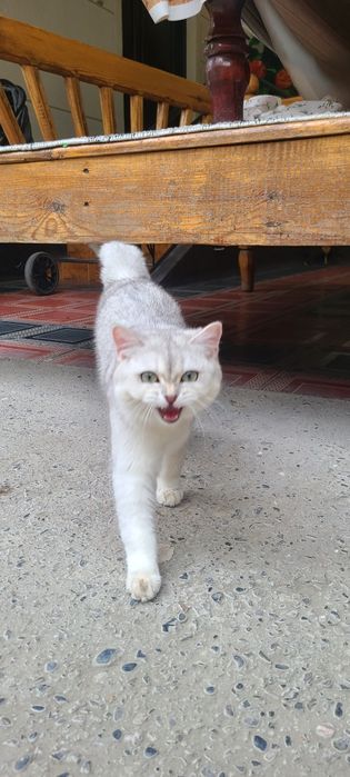 Britanskiy Shinshila qiz mushuk sotiladi