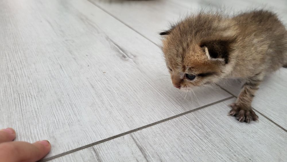 Котёнок котёнок котёнок