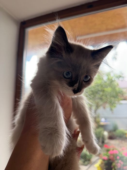 Отдам котенка в хорошие руки