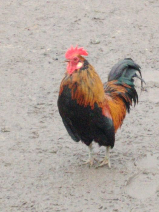 Vând cocos pitic de anul trecut