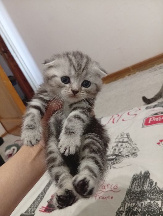 Котята 1.5 айлык