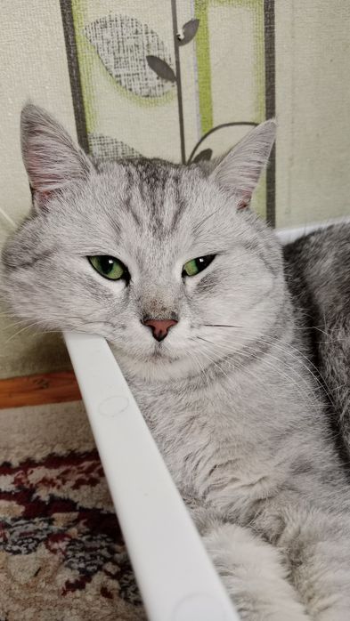 Ищет дом и семью. Срочно