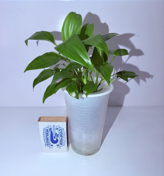 Спатифиллум, комнатные цветы, комнатные растения