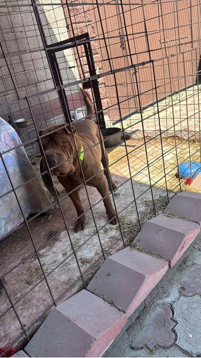 Отдам чистокровную шарпей