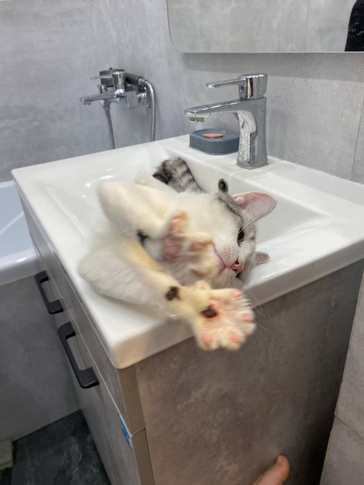 Котик ищет себе дом