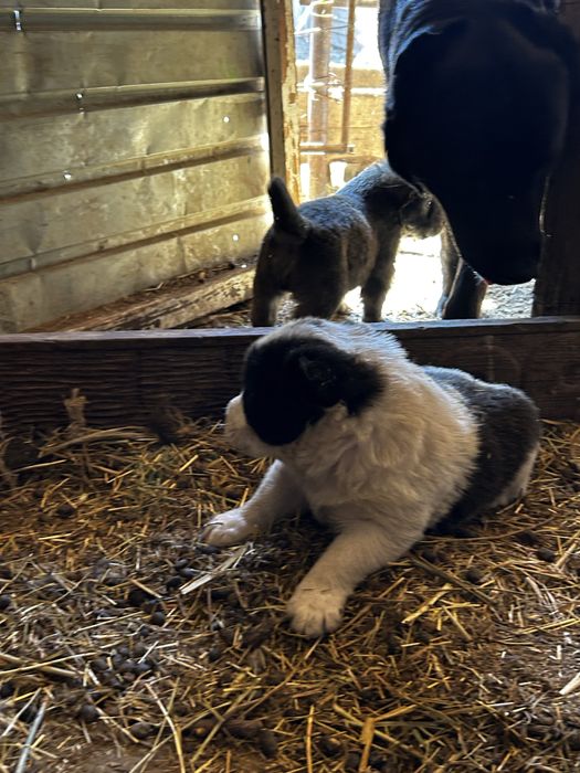 Щенки Алабая 20 дней