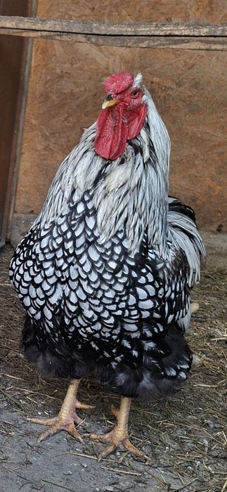 Cocos wyandotte..