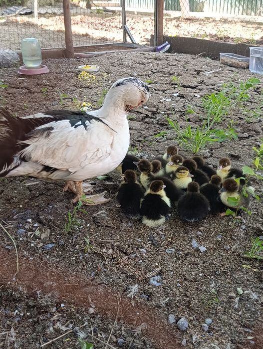 Продам индоутку с утятами