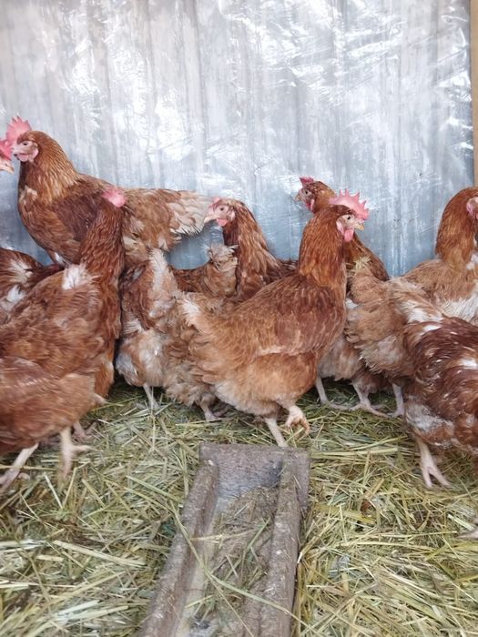 Продам куры домашние