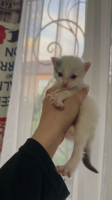 Отдаем котят в добрые руки