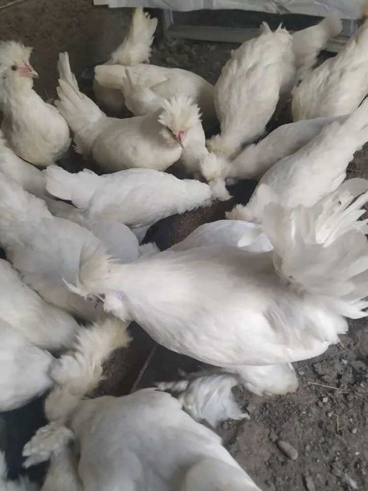 Павловские белые семейка продам.