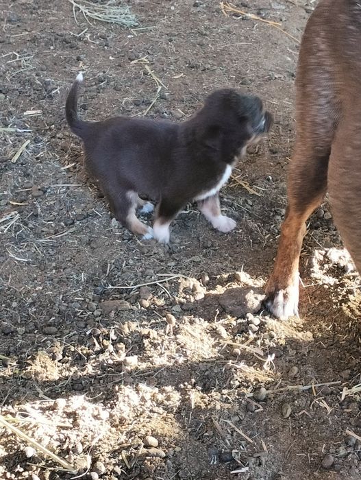 Щенки дворняшки, звонок