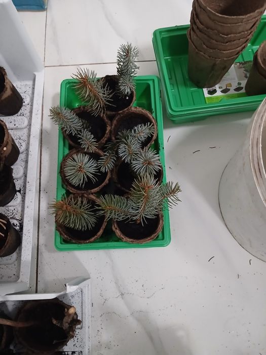 Саженцы лоток 25000