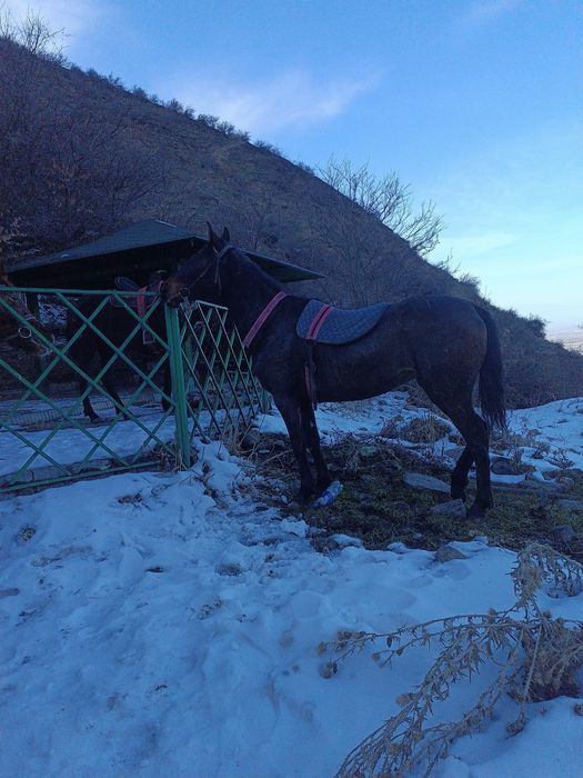 Осы таза қанды бие сатылады