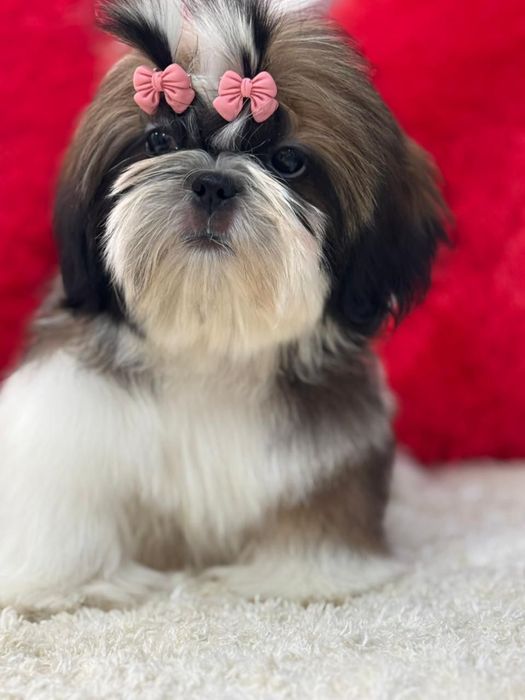 Ши-тцу кукольные девочки