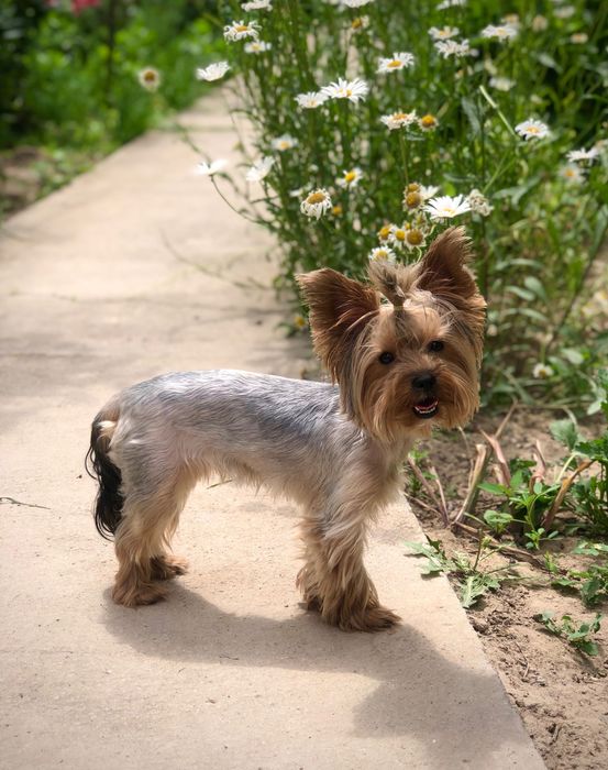 Щенки йоркширского терьера