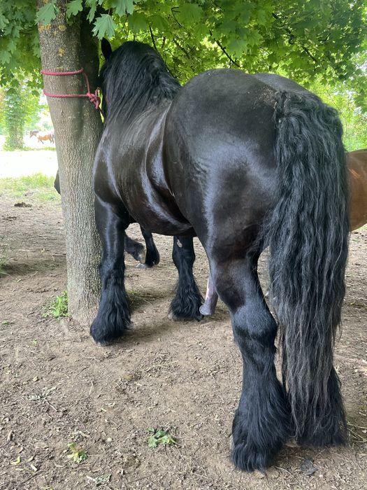 Armasar pentru monta