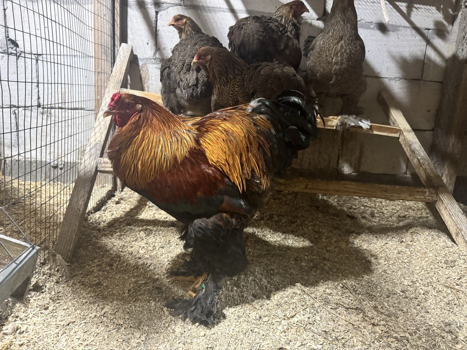 Vand gaini rasa brahma