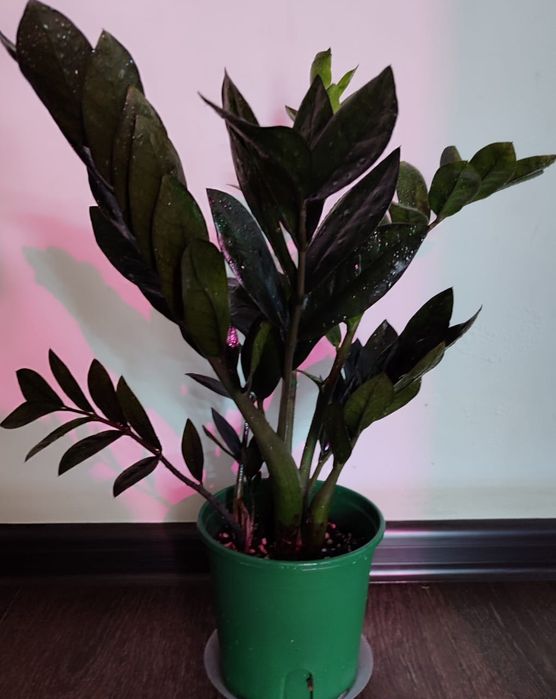 Замиокулькас Равен