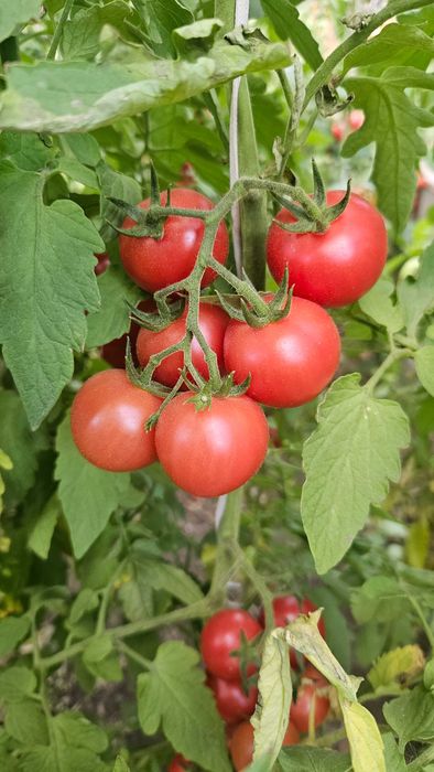 Продам домашние помидоры с куста