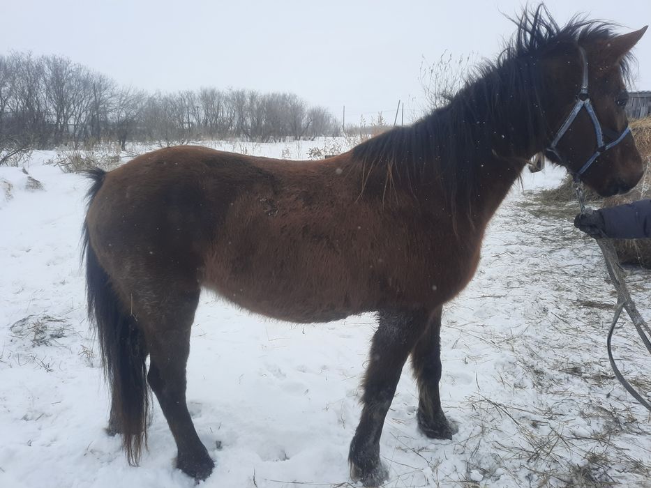 Продам кобылу жирную