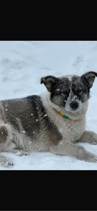 Ищем семью для Джимбо