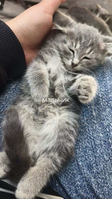 Отдам котят в хорошие руки