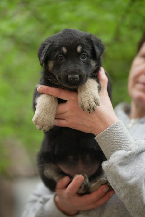 Восточно Европейская Овчарка