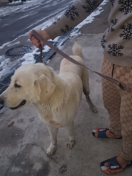 Turkman alabay alabay