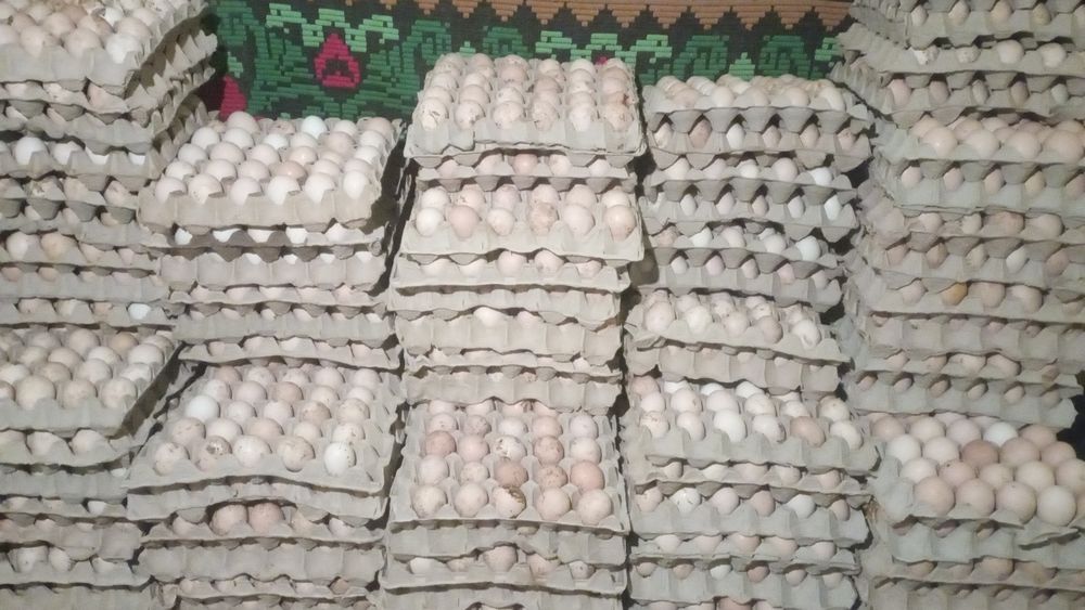 De vânzare 1 leu bucata