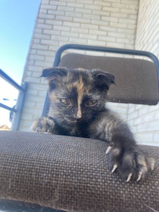Котенок Вислоухий