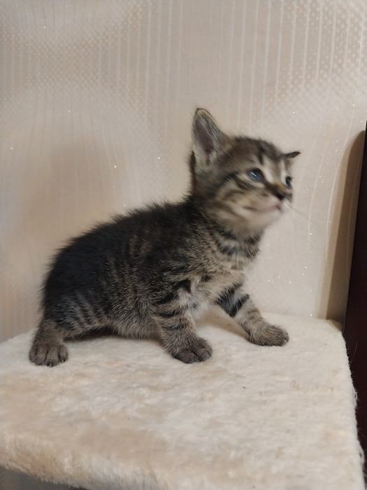 Котята маленькие мальчики