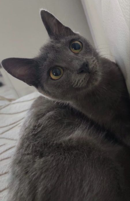 Кошечка Ниби-милашка ;)