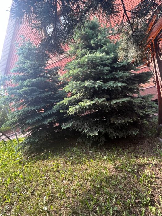Продам ели