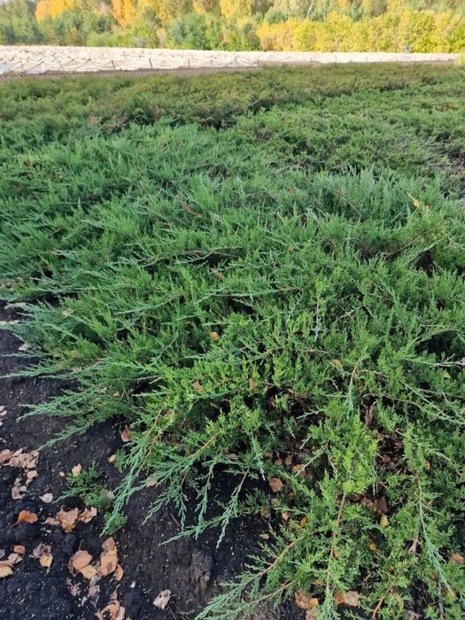 Саженцы с питомника