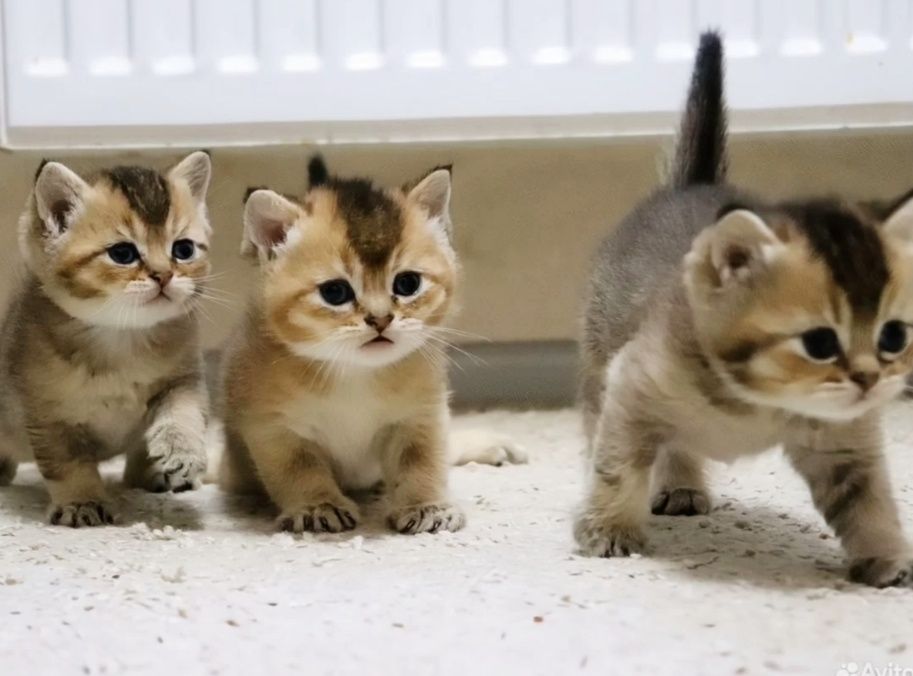 Котята шиншиллки