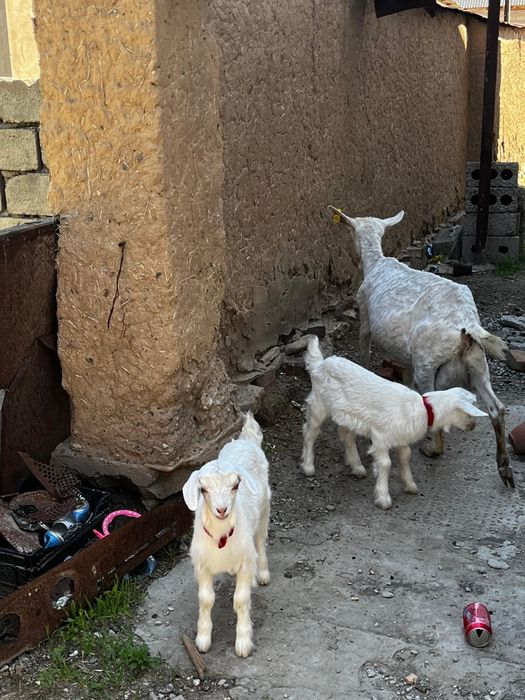 Сүтті сауын ешкілер