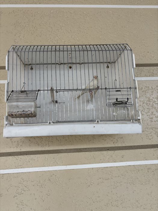 Канарейка белый самец