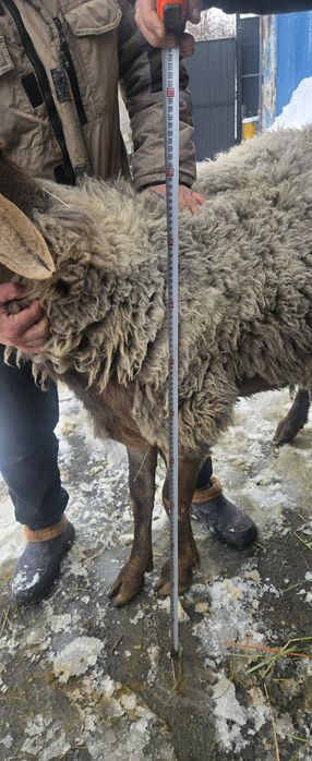 Продам Арашан 2.5 года