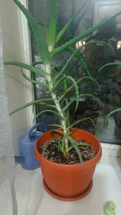 Алоэ вера 3 года